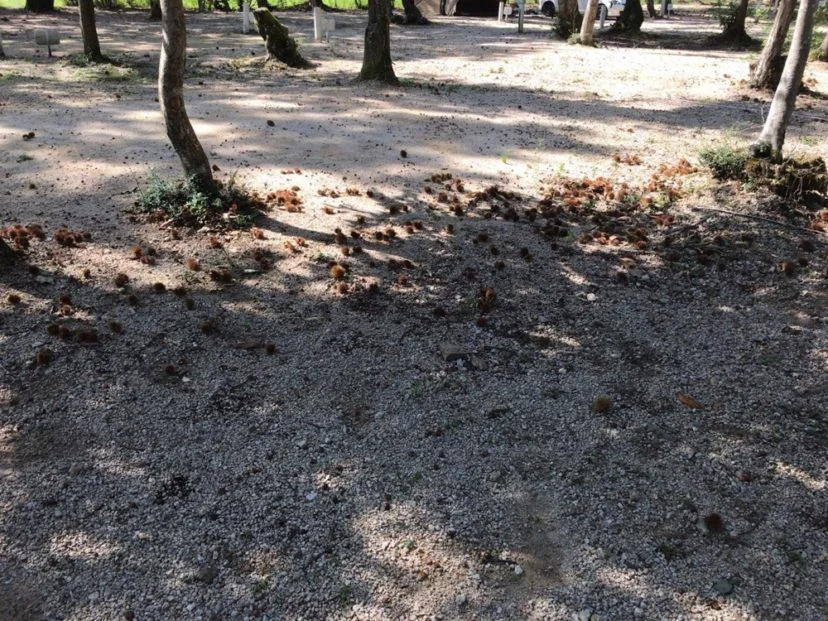 木陰のあるサイト