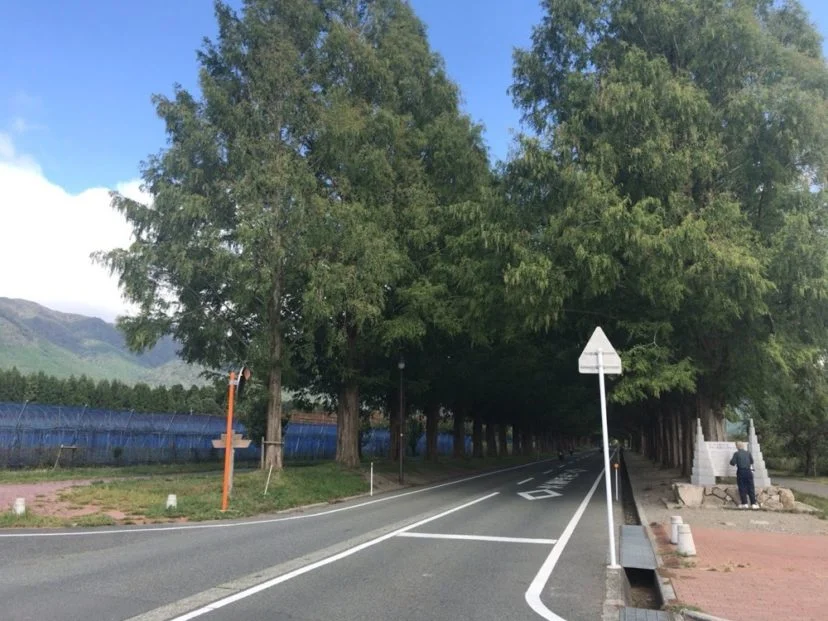 メタセコイヤ並木