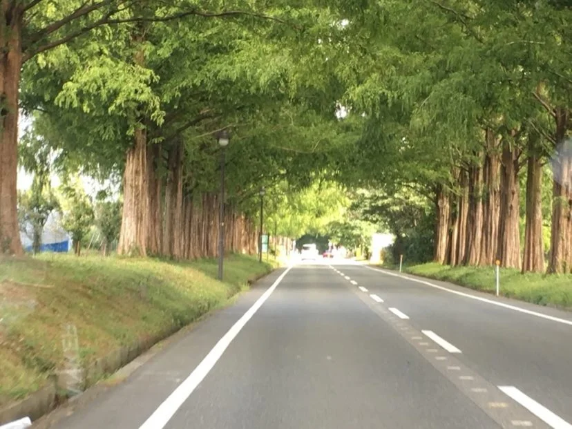 メタセコイヤ並木道