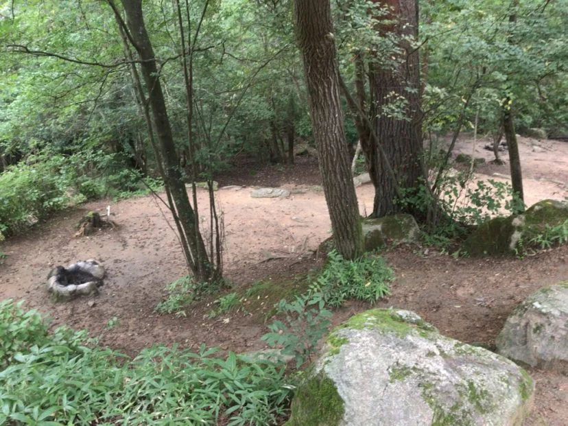 自然の森ファミリーオートキャンプ場の林間サイト