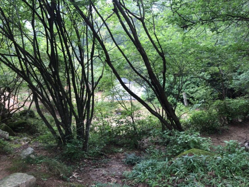 自然の森ファミリーオートキャンプ場のオートサイト